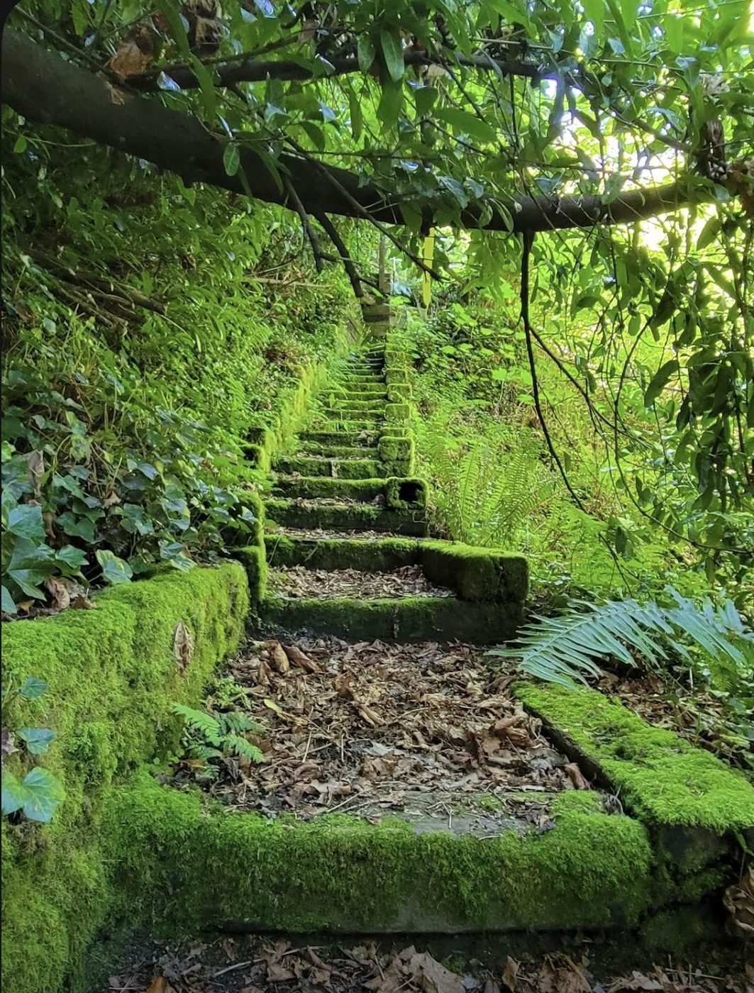 Mossy forest stairway