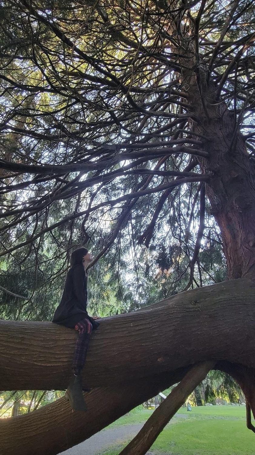 Sitting in an old tree